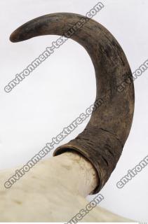 skull antler 0014